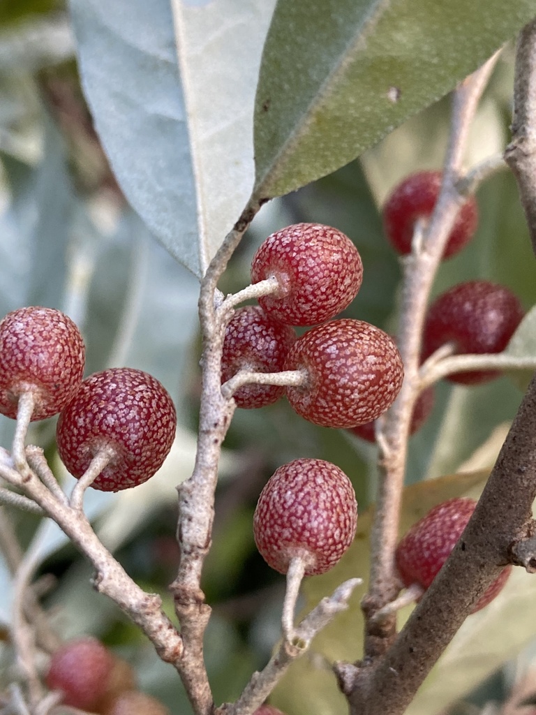 西洋グミ Elaeagnus spp.１株 グミ属 (属 Elaeagnus) · iNaturalist