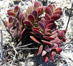 Crassula ciliata