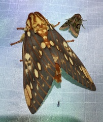 Citheronia brissotii