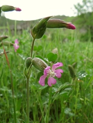 Silene conica