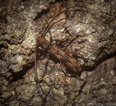 Diotimana undulata