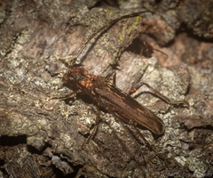 Diotimana undulata