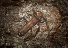 Diotimana undulata