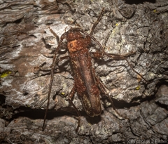 Diotimana undulata
