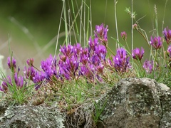 Astragalus onobrychis