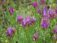 Astragalus onobrychis