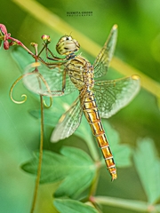 Brachythemis contaminata