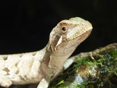 Enyalius iheringii