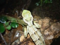 Enyalius iheringii