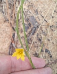 Hypoxis juncea