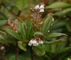 Clethra arborea