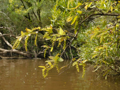 Sebastiania commersoniana