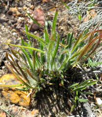 Protea denticulata