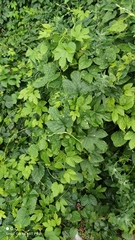 Humulus lupulus