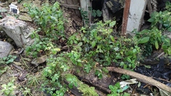 Impatiens parviflora