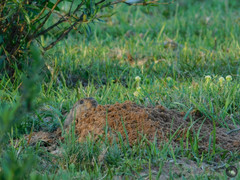 Ctenomys