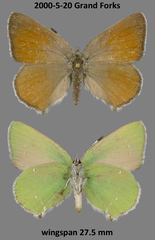 Callophrys affinis