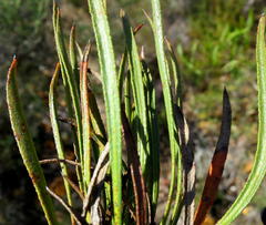 Protea denticulata
