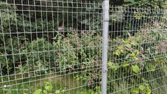 Impatiens glandulifera