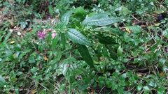 Impatiens glandulifera