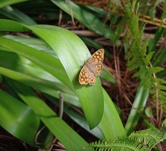 Pararge aegeria aegeria