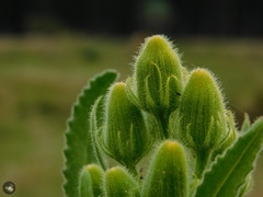 Senecio heterotrichius