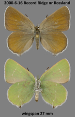 Callophrys affinis
