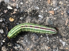 Lapara coniferarum