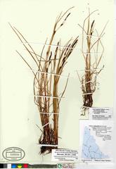 Carex aquatilis stans