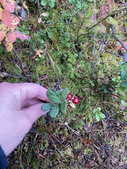 Vaccinium vitis-idaea