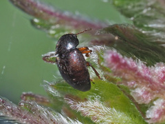 Brachypterus urticae