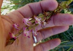 Satyrium longicauda longicauda