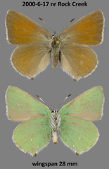 Callophrys affinis