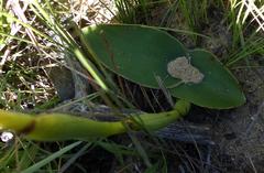 Satyrium longicauda longicauda