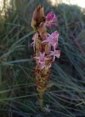 Satyrium longicauda longicauda