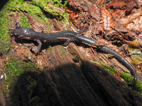 Northern Gray-cheeked Salamander, Plethodon montanus