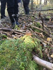 Herzogiella seligeri