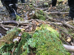 Herzogiella seligeri