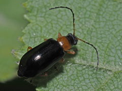Luperus luperus