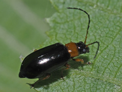 Luperus luperus