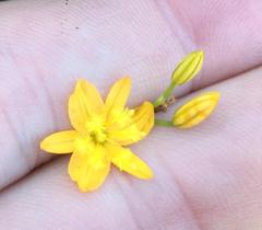 Bulbine favosa