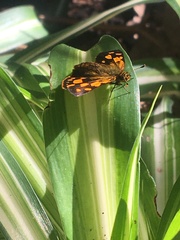 Metisella metis metis