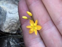 Bulbine favosa