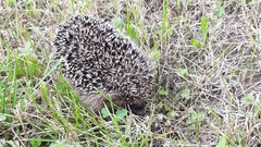 Erinaceus roumanicus