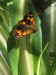 Metisella metis metis