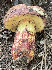 Boletus billieae