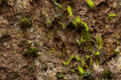 Oedignatha