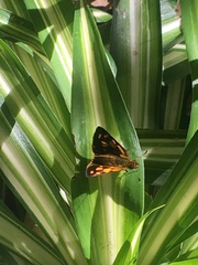 Metisella metis metis