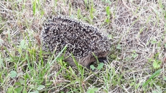 Erinaceus roumanicus