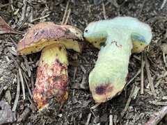 Boletus billieae